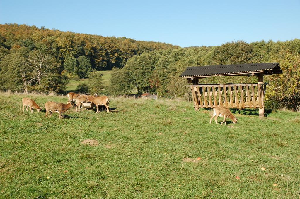 Wohlfuehlhotel Der Jaegerhof Willebadessen Exterior foto